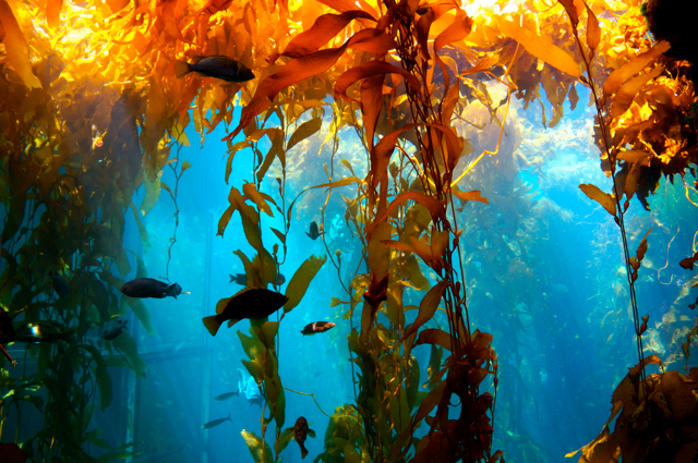 10 Facts You Didn’t Know About Sea Life Before Visiting the Monterey Bay Aquarium