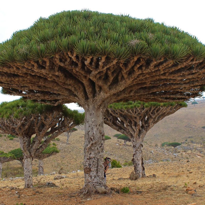 Solo Travel In Yemen Trees - Something In Her Ramblings