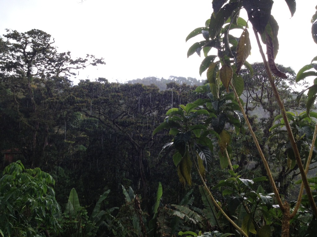 Living in the Rainforest of Costa Rica