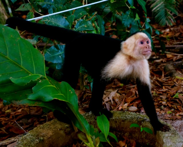 monkeys manuel antonio national park