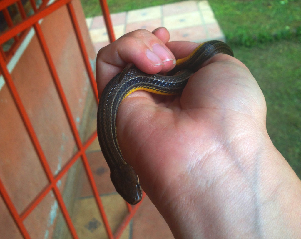 Rainforest Friday: Snakes of Costa Rica