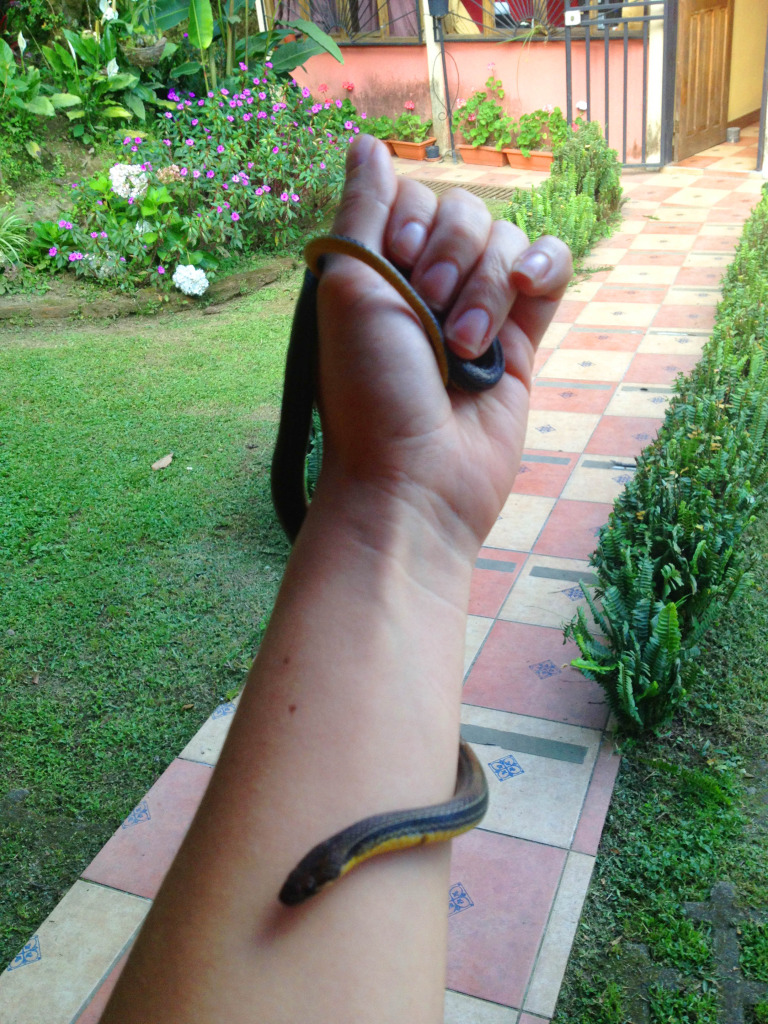 Snakes of Costa Rica