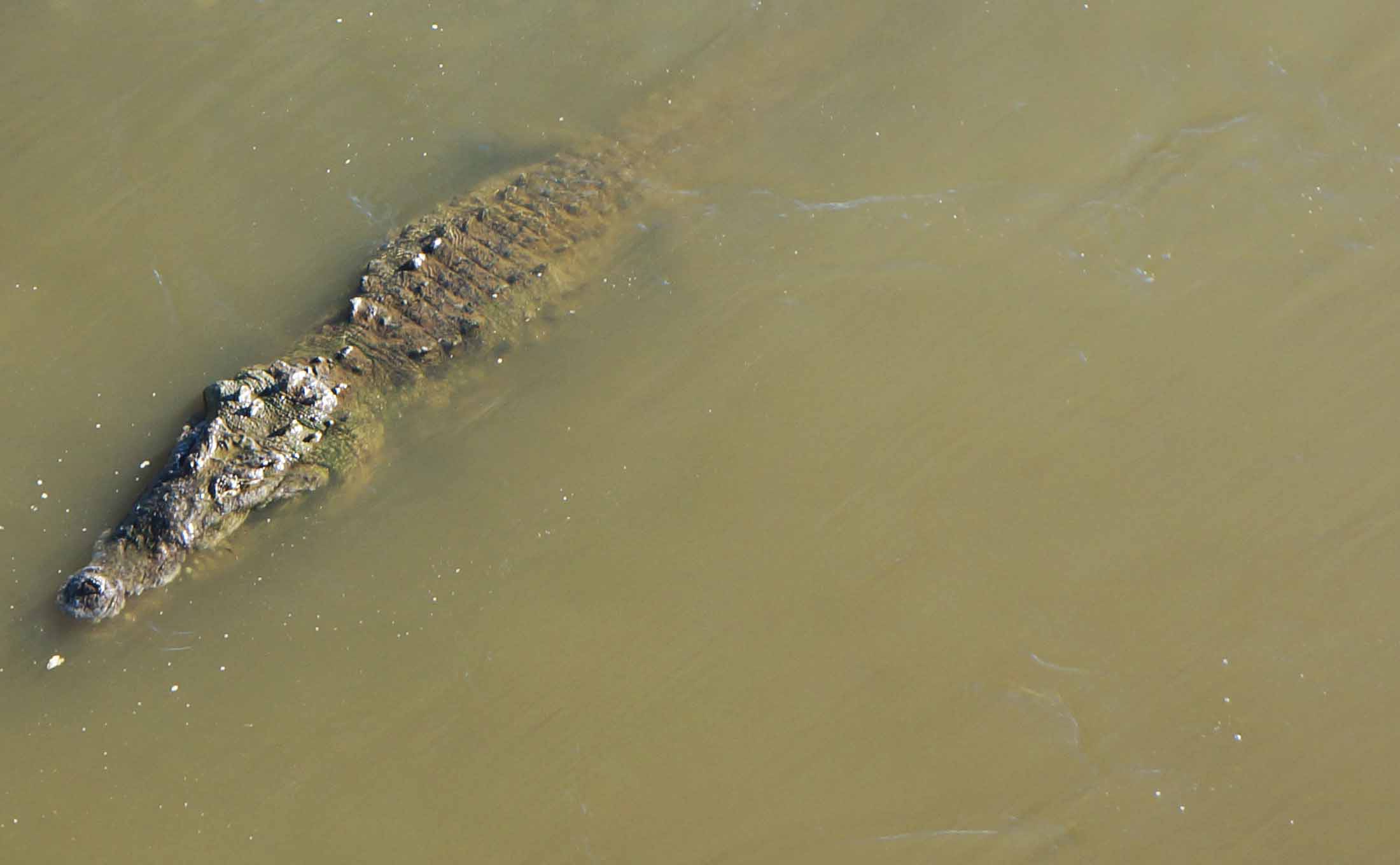 Read more about the article Where to see crocodiles in Costa Rica – the crocodile bridge