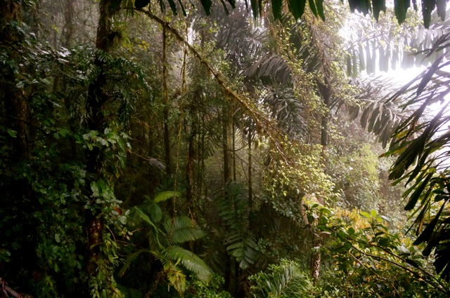 rainforest mist at arenal hanging bridges