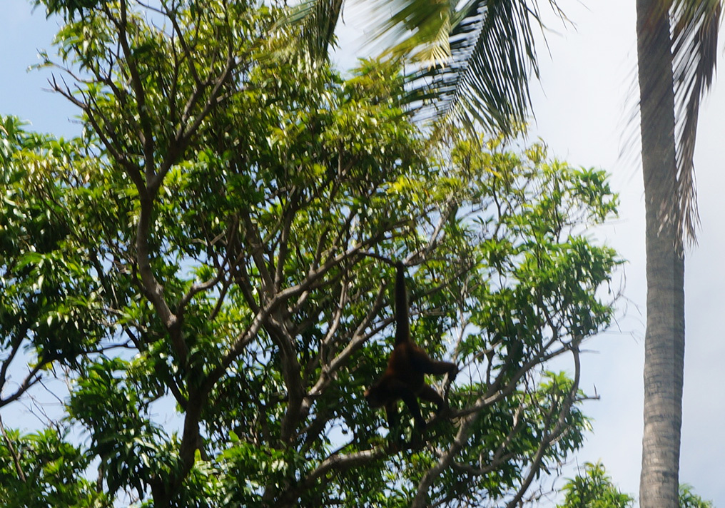 lake nicaragua monkeys