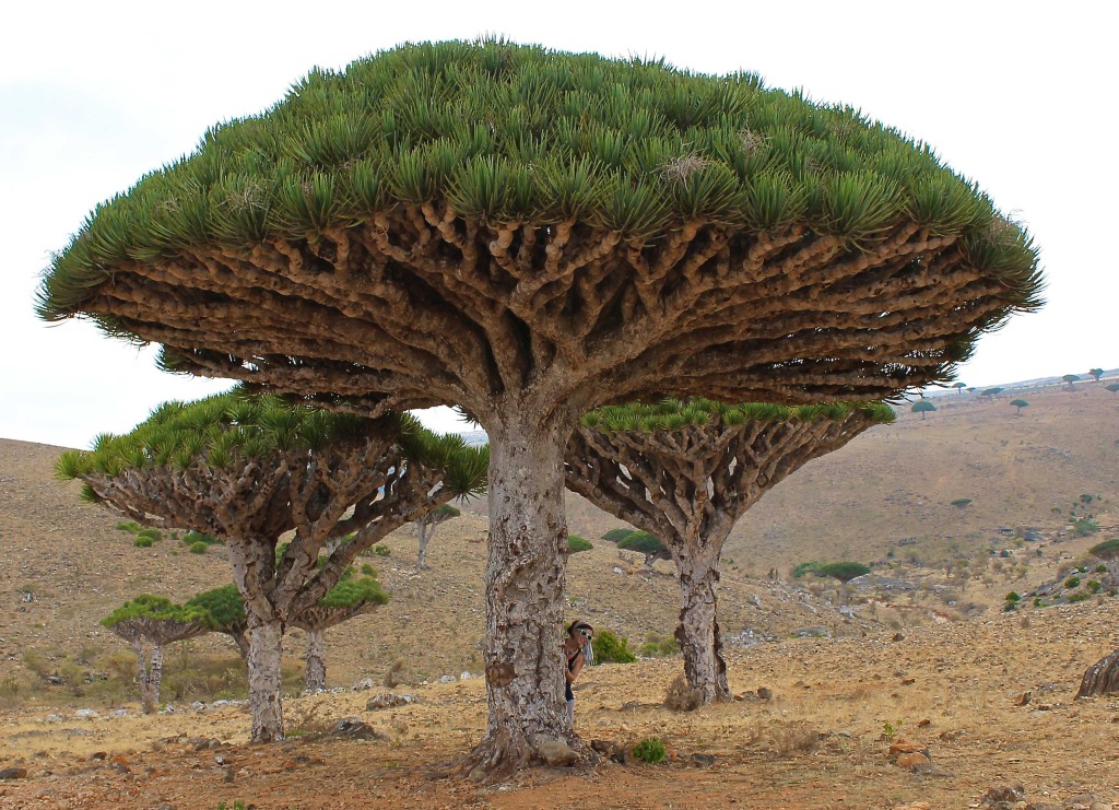 solo travel in Yemen trees