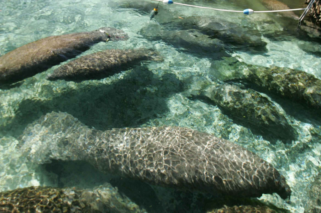 day trips from orlando manatees