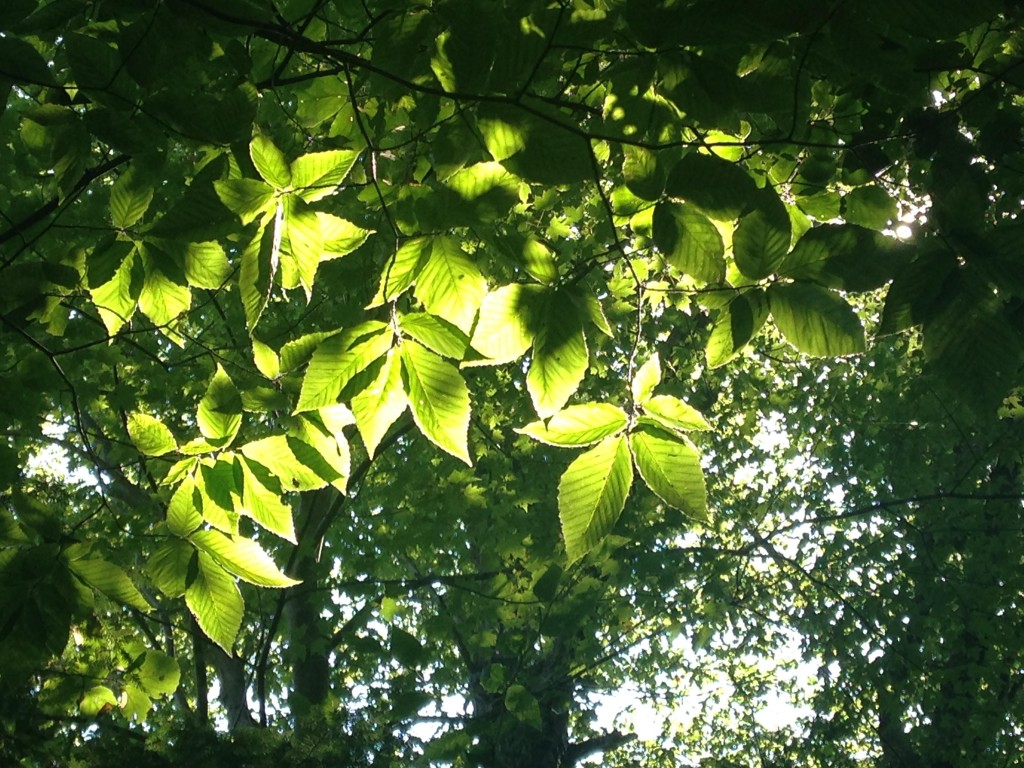 leaves of west michigan beaches