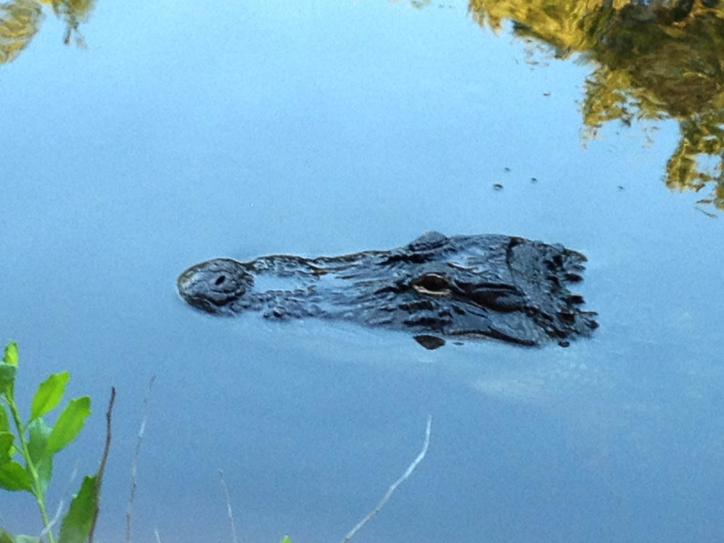 orlando day trips alligator