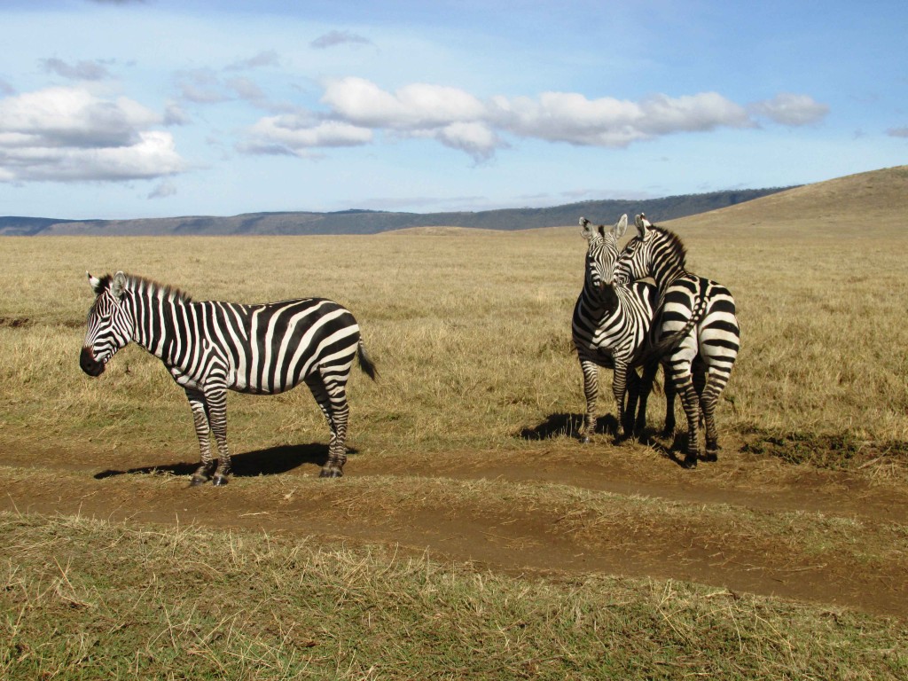 solo travel in Tanzania Zebra