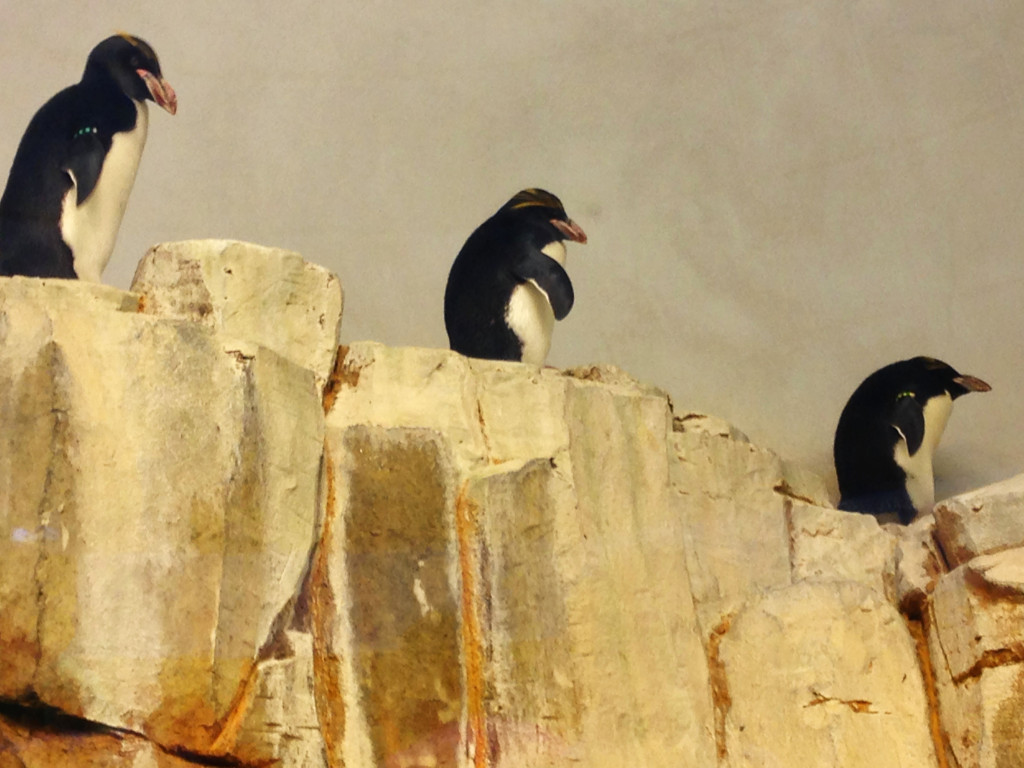 family trip to montreal- penguins at the biodome