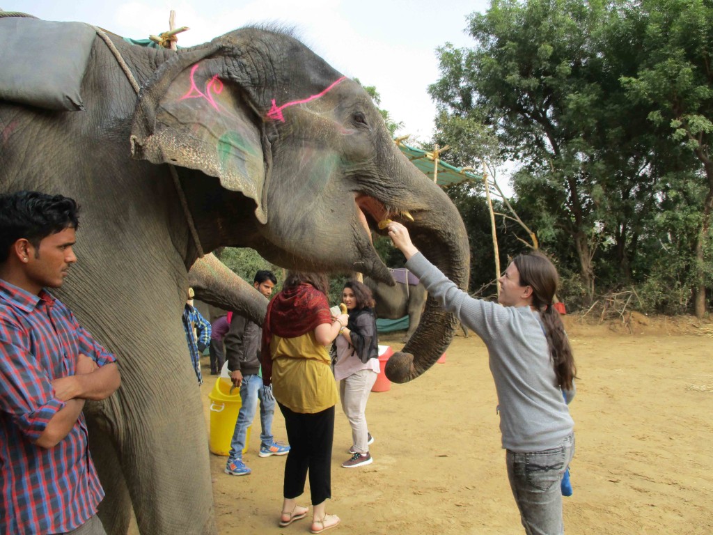 up close to elephants on solo travel in india