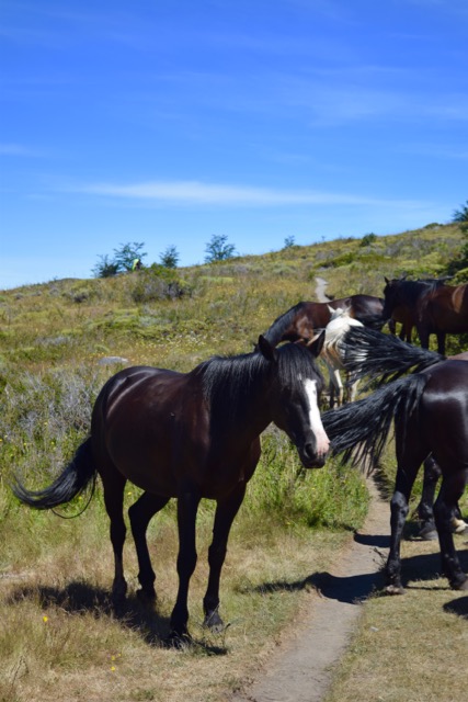 horses solo travel in patagonia