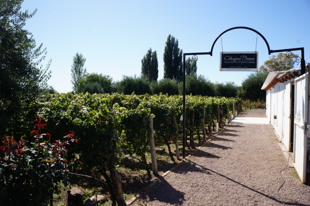 visiting the wineries of mendoza domaine st diego