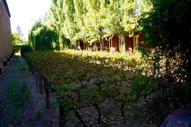 visiting the wineries of mendoza vineyards