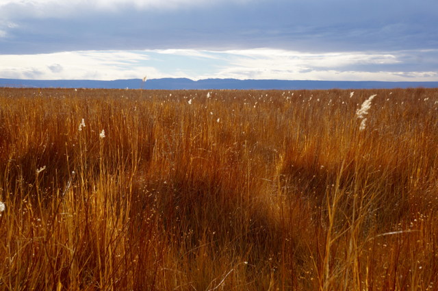 Yello Grass at Laguna Cejar