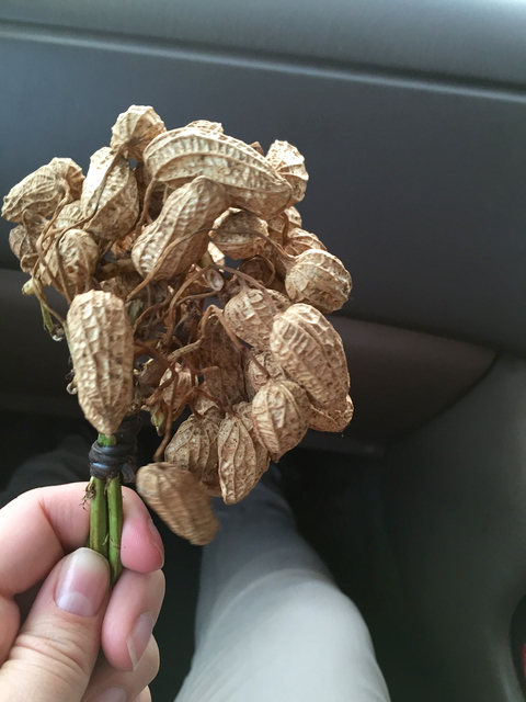 peanuts-in-papua-new-guinea