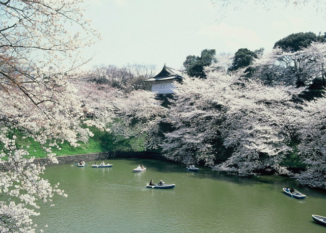 cherry blossoms in japan