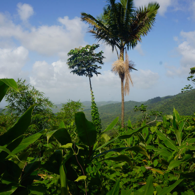 A Trek Through the El Yunque Rainforest in Puerto Rico