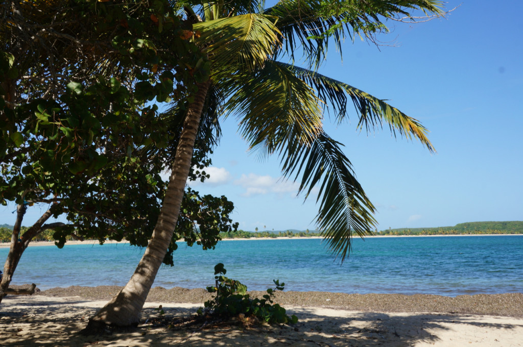 vieques island palm trees