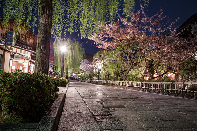 cherry blossoms in kyoto