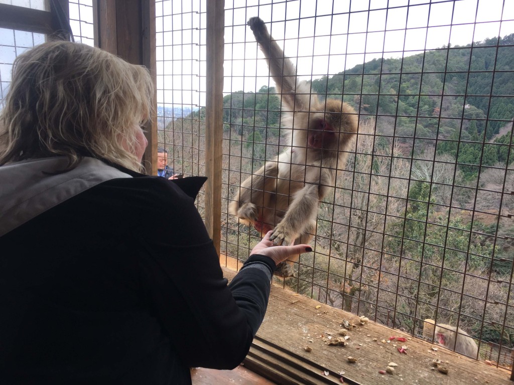 monkey in kyoto